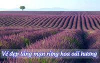 rung hoa oai huong 3