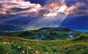 le hoi hoa lily 4