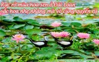 mua hoa sen o dai loan