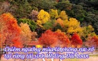rung tai sinh wuling dai loan 2